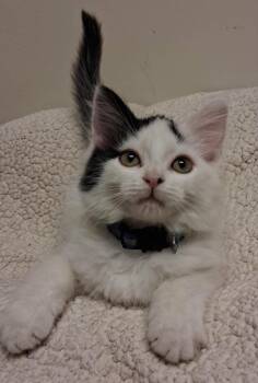 Picasso -  Domestic Long Hair Cat for Adoption in Fremont, Ohio - Picasso | PetCurious