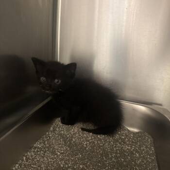 06/10/2026-Stray-12thAvenue-2 -  Domestic Short Hair Cat for Adoption in Columbus, Georgia - 06/10/2026-Stray-12thAvenue-2 | PetCurious