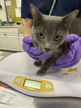 LENNI -  Domestic Short Hair Cat for Adoption - LENNI | PetCurious