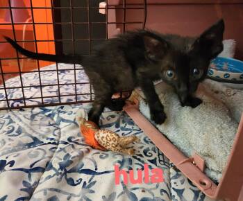 Hula -  Domestic Short Hair Cat for Adoption in Longwood, Florida - Hula | PetCurious