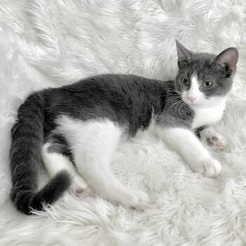Rescue Domestic Short Hair Cats for Adoption in Grantsville, Utah - Roman | PetCurious