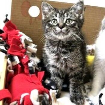 Breeze -  Domestic Short Hair Cat for Adoption - Breeze | PetCurious