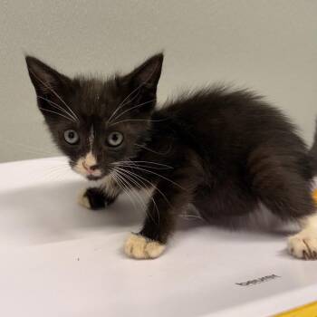 Micah -  Domestic Short Hair Cat for Adoption in Clearwater, Florida - Micah | PetCurious