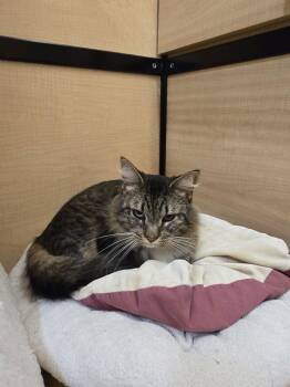 Maine Coon Cats Available for Adoption - Decon | PetCurious