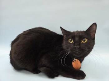 Domestic Short Hair Cats Available for Adoption - Amarillo | PetCurious