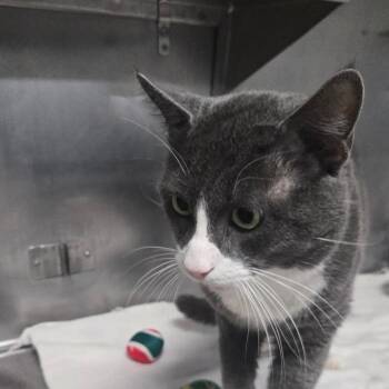 Domestic Short Hair Cats Available for Adoption in San Jacinto, California - Tom | PetCurious