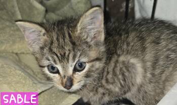 Domestic Short Hair Cats Available for Adoption - Sable | PetCurious