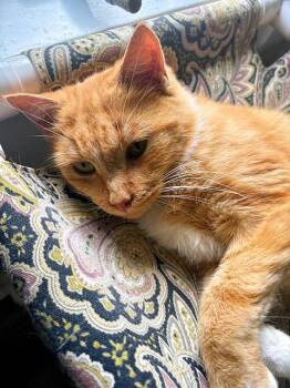 Martina -  Domestic Short Hair Cat for Adoption in Pittsburgh, Pennsylvania - Martina | PetCurious