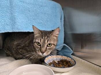 Domestic Short Hair Cats Available for Adoption in Derwood, Maryland - NELLY | PetCurious