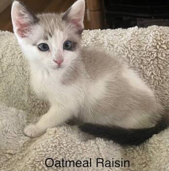 Oatmeal Raisin -  Siamese and Domestic Short Hair Cat for Adoption - Oatmeal Raisin | PetCurious