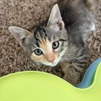 Blossom -  Tabby and Calico Cat for Adoption in Albuquerque, New Mexico - Blossom | PetCurious