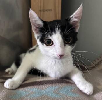 Gayle -  Domestic Short Hair Cat for Adoption in Cumming, Georgia - Gayle | PetCurious