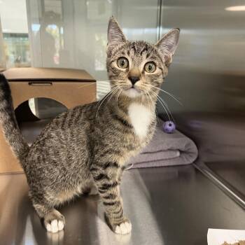 Spaghetti -  Domestic Short Hair Cat for Adoption in Reno, Nevada - Spaghetti | PetCurious