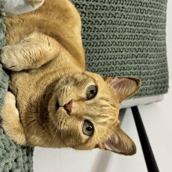 Domestic Short Hair Cats Available for Adoption - Tigger | PetCurious