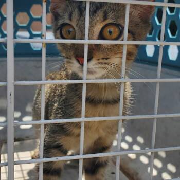 BRAZ-Stray-137800 -  Domestic Medium Hair Cat for Adoption in Lake Jackson, Texas - BRAZ-Stray-137800 | PetCurious