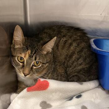 Domestic Short Hair Cats Available for Adoption in Franklin, North Carolina - Peach | PetCurious