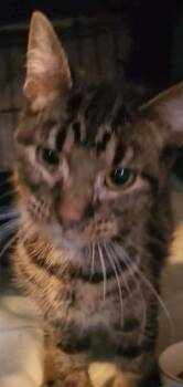 Pebbles -  Domestic Short Hair Cat Available for Adoption in Dalzell, Illinois - Pebbles | PetCurious