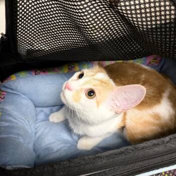 Buddy -  Domestic Short Hair Cat for Adoption in Philadelphia, Pennsylvania - Buddy | PetCurious