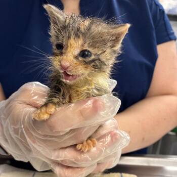 Eliza -  Domestic Short Hair Cat for Adoption in Newark, New Jersey - Eliza | PetCurious