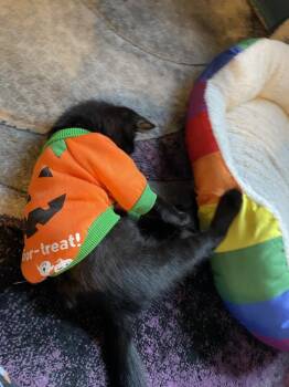 Nico -  Maine Coon and Domestic Long Hair Cat for Adoption in Chicago, Illinois - Nico | PetCurious