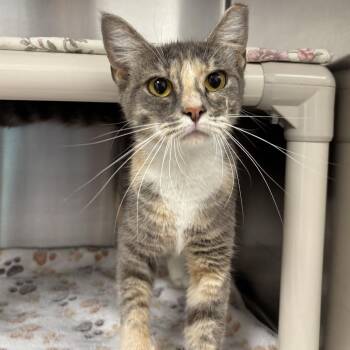 Judy Hopps -  Domestic Short Hair Cat for Adoption - Judy Hopps | PetCurious