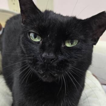 Domestic Short Hair Cats Available for Adoption in Buffalo, New York - Rue | PetCurious