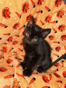 Luna -  Domestic Short Hair Cat Available for Adoption in Oceanside, California - Luna | PetCurious