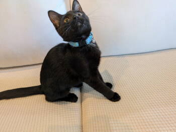 Rescue Domestic Short Hair Cats for Adoption in Twin Falls, Idaho - Tinkerbell | PetCurious