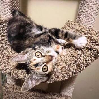 Marlo -  Torbie Cat for Adoption in Millcreek, Utah - Marlo | PetCurious