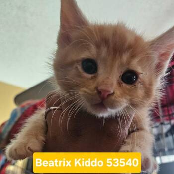 Beatrix Kiddo 53540 -  Domestic Short Hair Cat for Adoption in Las Vegas, Nevada - Beatrix Kiddo 53540 | PetCurious