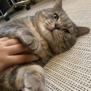 Tabby Cats Available for Adoption in Medford, Massachusetts - Sammy | PetCurious