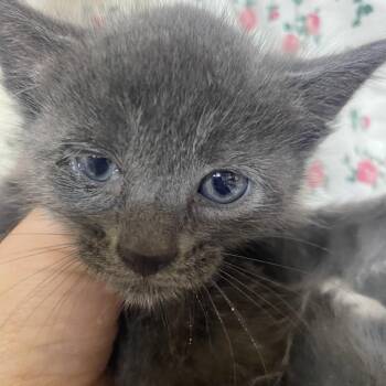 Eddie - Green Band (Gate-14) -  Domestic Short Hair Cat for Adoption in Blairsville, Georgia - Eddie - Green Band (Gate-14) | PetCurious