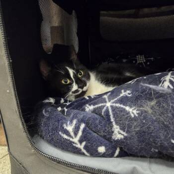 Domestic Short Hair Cats Available for Adoption - Tuxxy | PetCurious