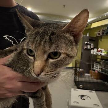 FFS-Stray-94547 -  Domestic Short Hair Cat for Adoption in West Des Moines, Iowa - FFS-Stray-94547 | PetCurious