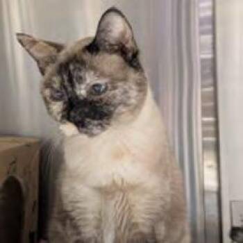 Domestic Short Hair Cats Available for Adoption in Edwardsville, Illinois - Quartz | PetCurious