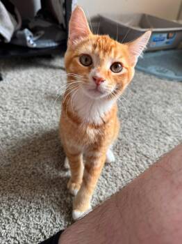 Ernie -  Domestic Short Hair Cat for Adoption in Elkton, Maryland - Ernie | PetCurious