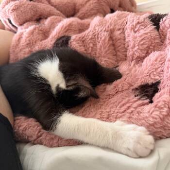 Miss -  Domestic Short Hair Cat for Adoption in Layton, Utah - Miss | PetCurious