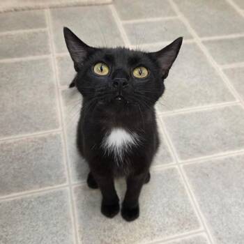 Fae (Sharon) -  Domestic Short Hair Cat for Adoption in Pontiac, Illinois - Fae (Sharon) | PetCurious