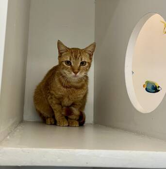 Domestic Short Hair Cats Available for Adoption - Nibbles | PetCurious