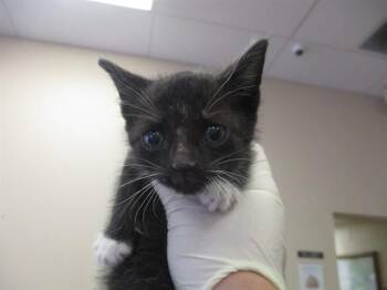 BINX -  Domestic Short Hair Cat for Adoption in Ocala, Florida - BINX | PetCurious