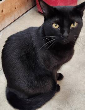 Nyx -  Domestic Short Hair Cat for Adoption in San Antonio, Texas - Nyx | PetCurious