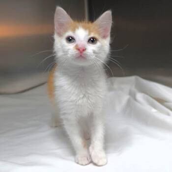 Dreamsicle -  Domestic Short Hair Cat for Adoption in Michigan City, Indiana - Dreamsicle | PetCurious
