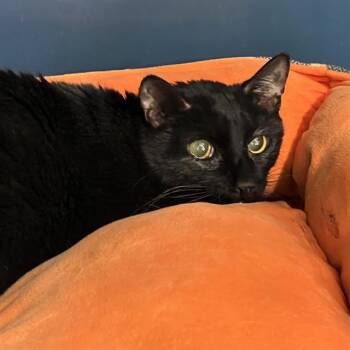 Domestic Short Hair Cats Available for Adoption - MIDNIGHT | PetCurious