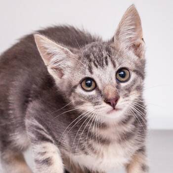 Wallabee Beetles -  Domestic Short Hair Cat for Adoption in Hattiesburg, Mississippi - Wallabee Beetles | PetCurious