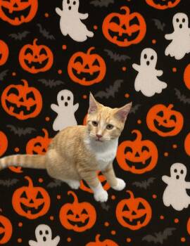 Rescue Domestic Short Hair Cats for Adoption in Jefferson, Iowa - Dale | PetCurious