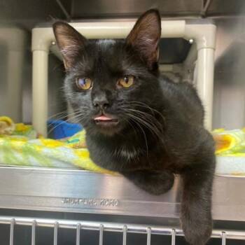 Rouse -  Domestic Short Hair and Mixed Breed Cat for Adoption in Newport, North Carolina - Rouse | PetCurious