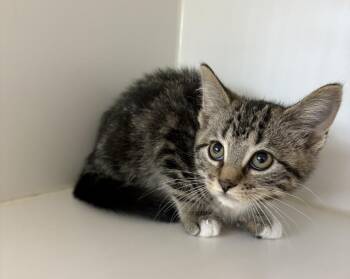 Samara -  Domestic Short Hair Cat for Adoption in Rochester, Indiana - Samara | PetCurious