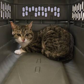 Apollo -  Domestic Short Hair Cat Available for Adoption in Charlottesville, Virginia - Apollo | PetCurious