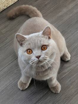 BEAU -  British Shorthair Cat for Adoption in Kenosha, Wisconsin - BEAU | PetCurious
