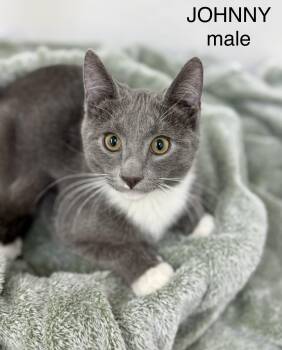 Johnny -  Domestic Short Hair Cat for Adoption in Sonora, California - Johnny | PetCurious